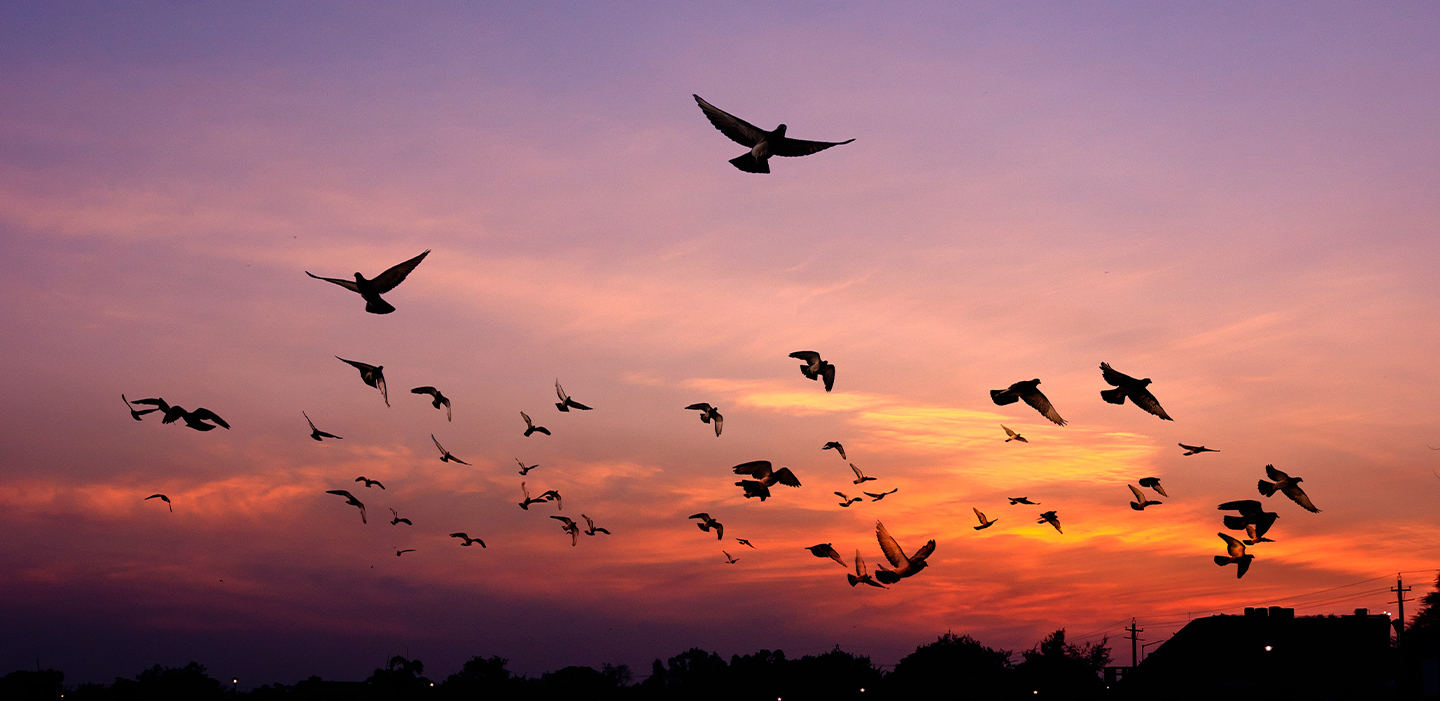 Birds flying during a pink and purple sunset.