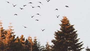 Birds flying over a forest.