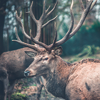 Bucks in a forest.