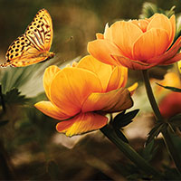 Butterfly hovering over vibrant flowers.